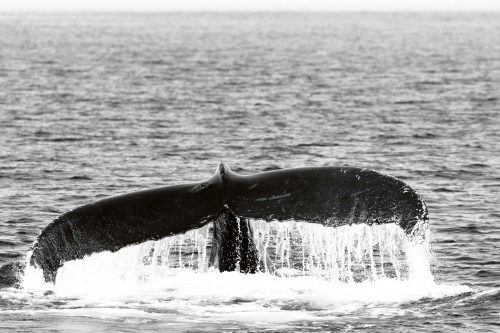 Vlies Fotótapéta - Whale in Provincetown - 375x250 cm