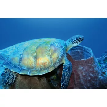 Vlies Fotótapéta - Sea turtle - 375x250 cm