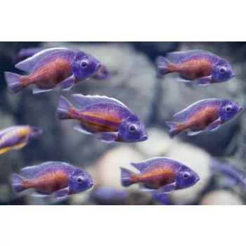Vlies Fotótapéta - Lot of fish in the water - 375x250 cm