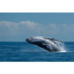   Vlies Fotótapéta - Whale breaching on pacific ocean - 375x250 cm