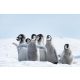 EMPEROR PENGUINS CHICKS fotótapéta, poszter, vlies alapanyag, 375x250 cm