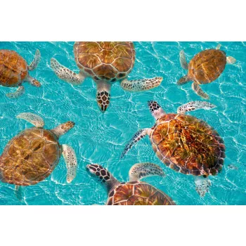 Vlies Fotótapéta - Riviera Maya turtles - 375x250 cm