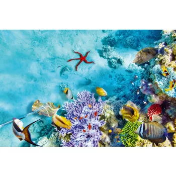   Vlies Fotótapéta - Underwater world with corals - 375x250 cm