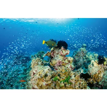 Vlies Fotótapéta - Coral tropical reef - 375x250 cm