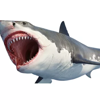 Vlies Fotótapéta - White shark - 375x250 cm
