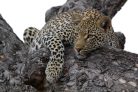 LEOPARD IN TREE fotótapéta, poszter, vlies alapanyag, 375x250 cm