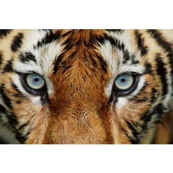 Vlies Fotótapéta - Close up of tiger face - 375x250 cm