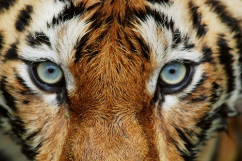 Vlies Fotótapéta - Close up of tiger face - 375x250 cm