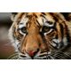 BEAUTIFUL BIG TIGER fotótapéta, poszter, vlies alapanyag, 375x250 cm