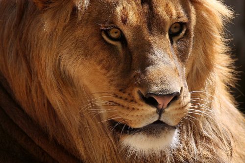 Vlies Fotótapéta - African Lion - 375x250 cm