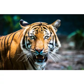 Vlies Fotótapéta - Malayan tiger - 375x250 cm