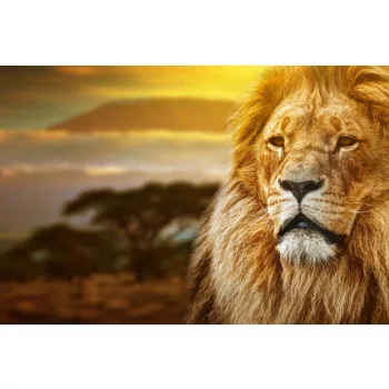 Vlies Fotótapéta - Lion portrait on savanna - 375x250 cm