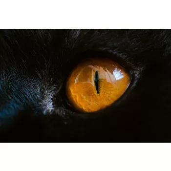 Vlies Fotótapéta - Yellow cat eye - 375x250 cm