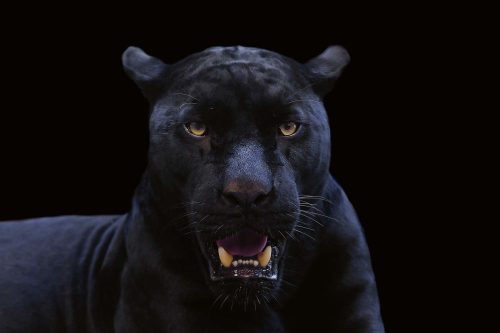Vlies Fotótapéta - Black panther  - 375x250 cm