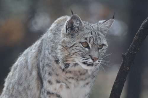 Vlies Fotótapéta - Wild Canada lynx - 375x250 cm