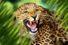 LEOPARD PORTRAIT IN JUNGLE fotótapéta, poszter, vlies alapanyag, 375x250 cm