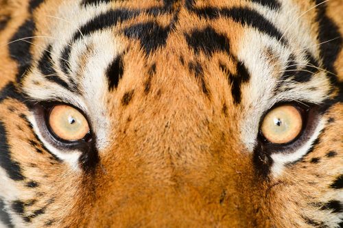 Vlies Fotótapéta - Close up of tiger eye - 375x250 cm
