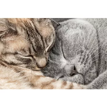 Vlies Fotótapéta - Two sleeping cuddling cats - 375x250 cm