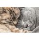 Vlies Fotótapéta - Two sleeping cuddling cats - 375x250 cm