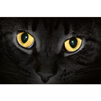   Vlies Fotótapéta - Yellow cat eyes glowing in dark - 375x250 cm