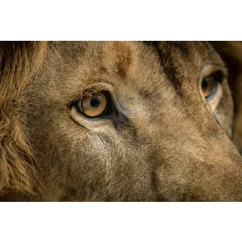 Vlies Fotótapéta - Lion's face - 375x250 cm