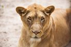 Vlies Fotótapéta - Lioness Close-up portrait - 375x250 cm