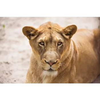 Vlies Fotótapéta - Lioness Close-up portrait - 375x250 cm