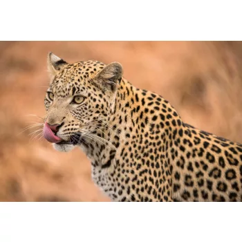 Vlies Fotótapéta - Female leopard - 375x250 cm