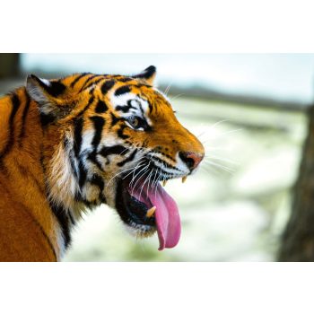 Vlies Fotótapéta - Siberian tiger portrait - 375x250 cm