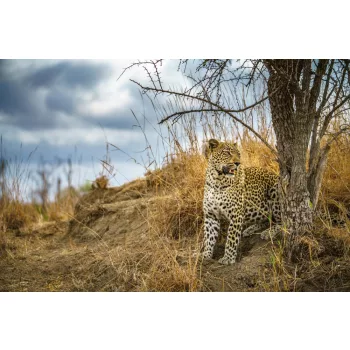 Vlies Fotótapéta - Wild leopard - 375x250 cm