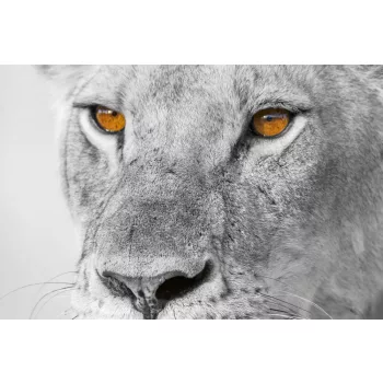   PANTHERA LEO fotótapéta, poszter, vlies alapanyag, 375x250 cm