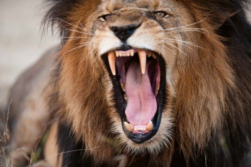 Vlies Fotótapéta - Angry roaring lion - 375x250 cm