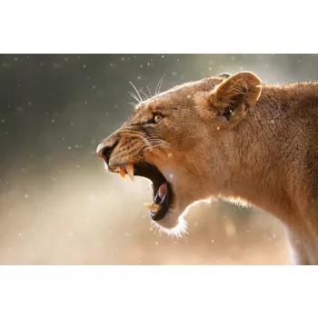   Vlies Fotótapéta - Lioness displays dangerous teeth - 375x250 cm