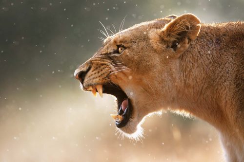 Vlies Fotótapéta - Lioness displays dangerous teeth - 375x250 cm