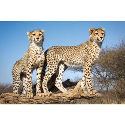 Vlies Fotótapéta - Young cheetahs - 375x250 cm