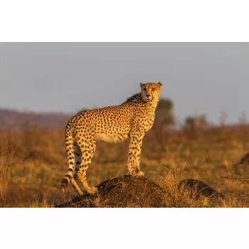 Vlies Fotótapéta - Cheetah standing - 375x250 cm