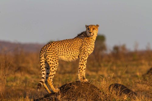 Vlies Fotótapéta - Cheetah standing - 375x250 cm