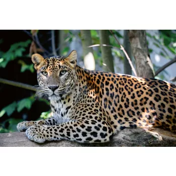 Vlies Fotótapéta - Ceylon Leopard - 375x250 cm