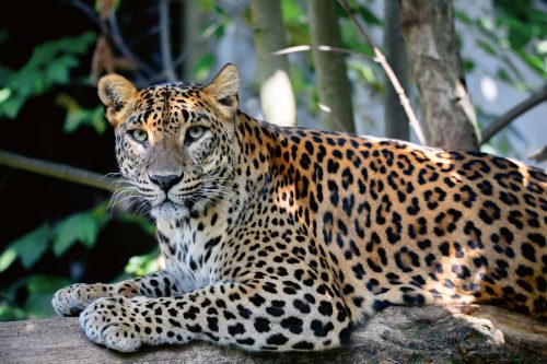 Vlies Fotótapéta - Ceylon Leopard - 375x250 cm