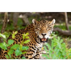 Vlies Fotótapéta - Jaguar in wildlife - 375x250 cm