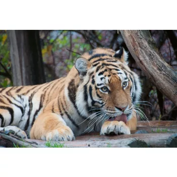 Vlies Fotótapéta - Cute tiger - 375x250 cm