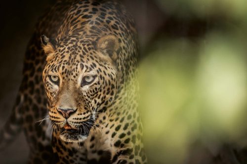 Vlies Fotótapéta - Cats predator Sri Lankan leopard - 375x250 cm