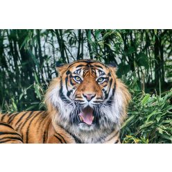 Vlies Fotótapéta - The Sumatran tiger - 375x250 cm