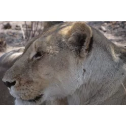 Vlies Fotótapéta - Portrait of a lioness  - 375x250 cm