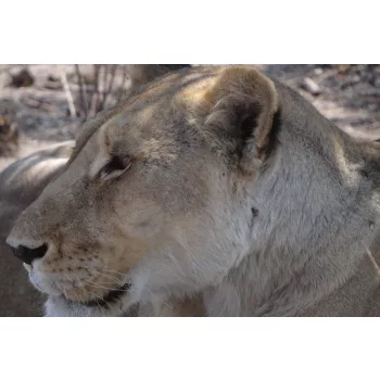 Vlies Fotótapéta - Portrait of a lioness  - 375x250 cm