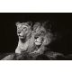 Vlies Fotótapéta -  Lions couple - 375x250 cm