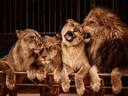 LION AND THREE LIONESS fotótapéta, poszter, vlies alapanyag, 375x250 cm
