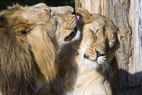 Vlies Fotótapéta - Lion and lioness - 375x250 cm