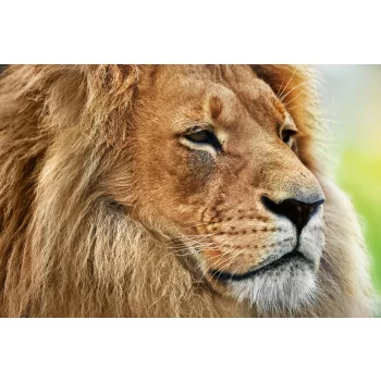 Vlies Fotótapéta - Lion portrait on savanna - 375x250 cm