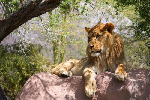 Vlies Fotótapéta - Lion lying on a rock - 375x250 cm